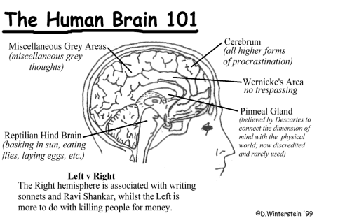 Cartoon Human Brain